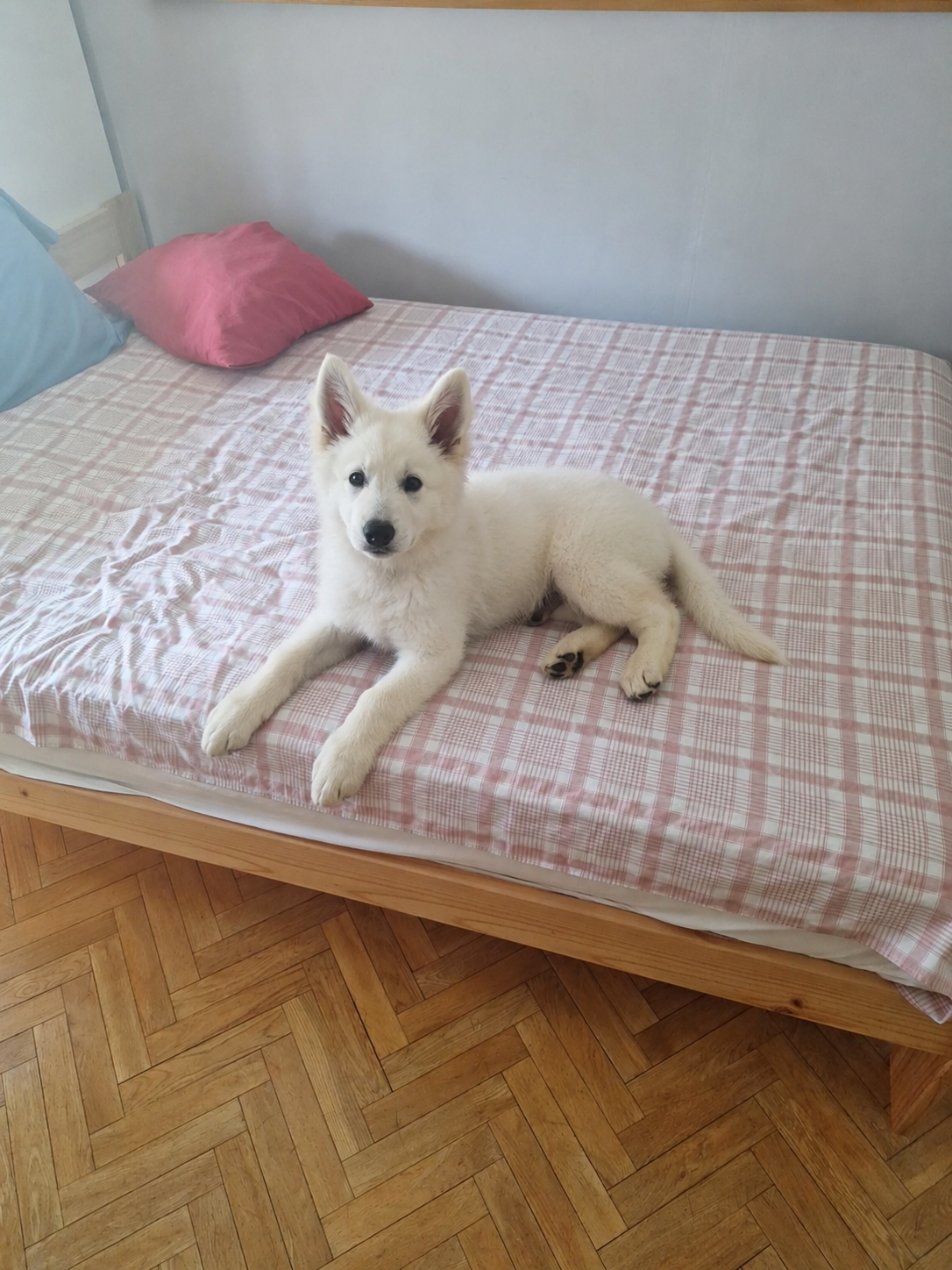 My dog resting at home