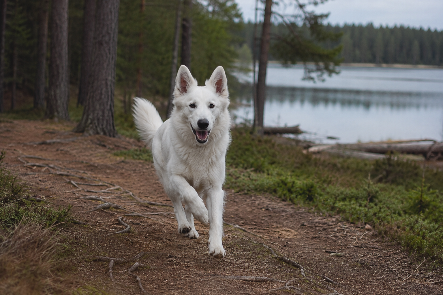 My dog running beside a lake